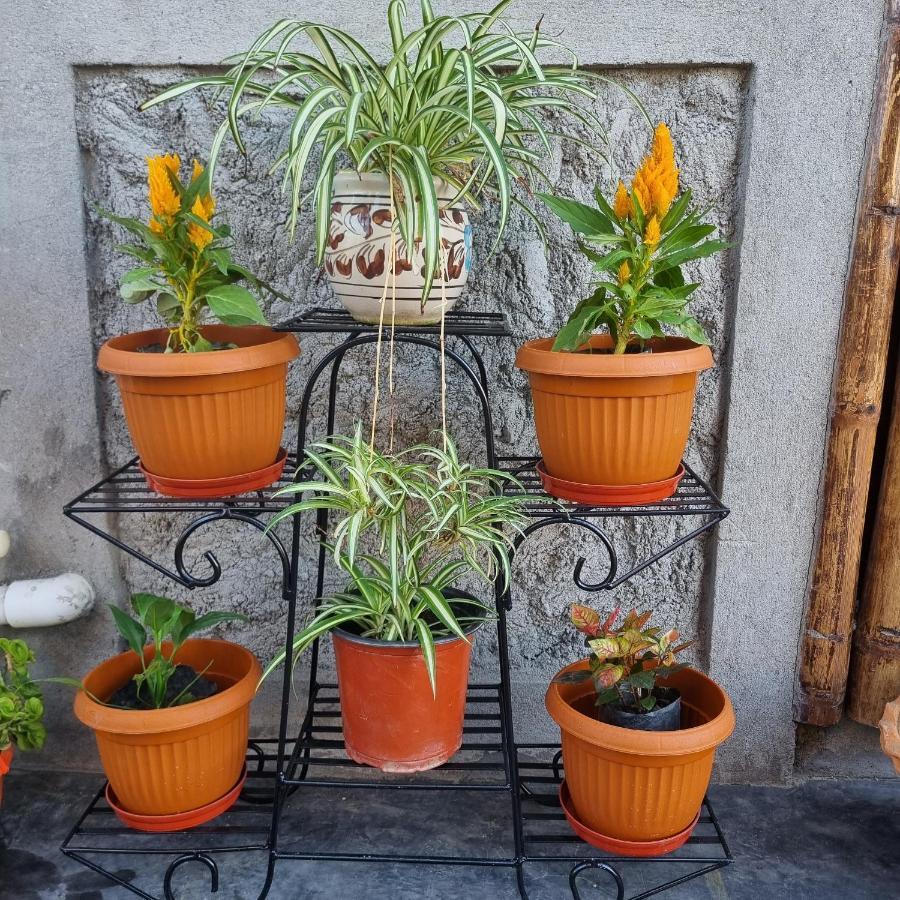 Alohi The Terrace Homestay Tezpur Exterior foto